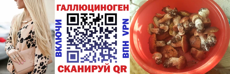 Галлюциногенные грибы Psilocybine cubensis Сыктывкар